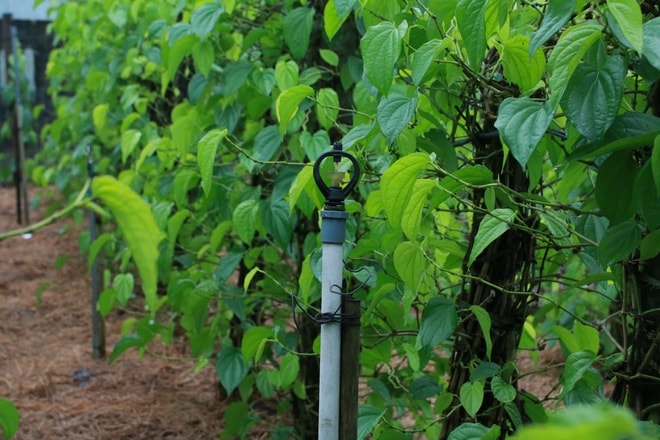 Tết đến, cả làng lại tất bật 'đếm lá tính tiền'- Ảnh 14.