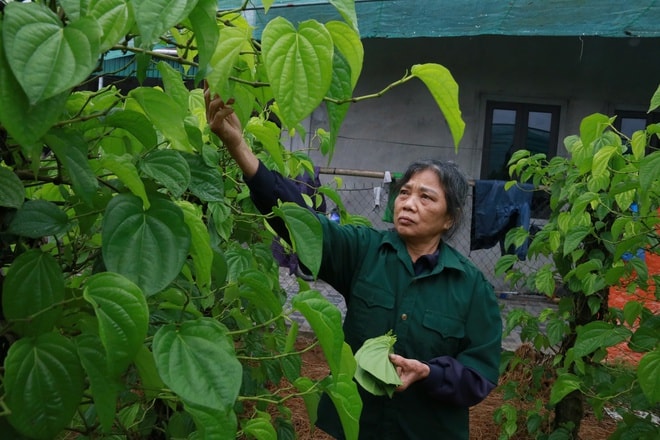 Tết đến, cả làng lại tất bật 'đếm lá tính tiền'- Ảnh 11.