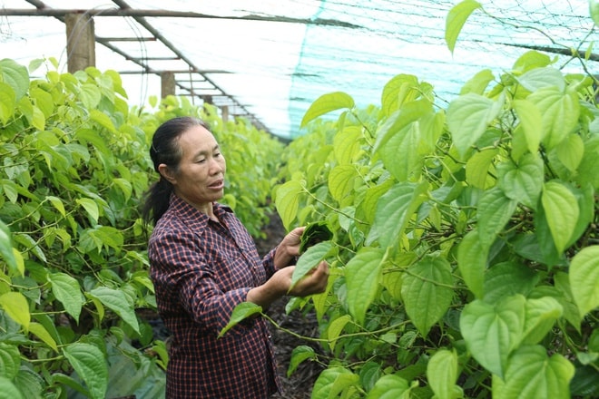 Tết đến, cả làng lại tất bật 'đếm lá tính tiền'- Ảnh 8.