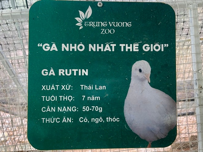 Người đàn ông U60 và bộ sưu tập những giống gà 'nhất thế giới'- Ảnh 8.