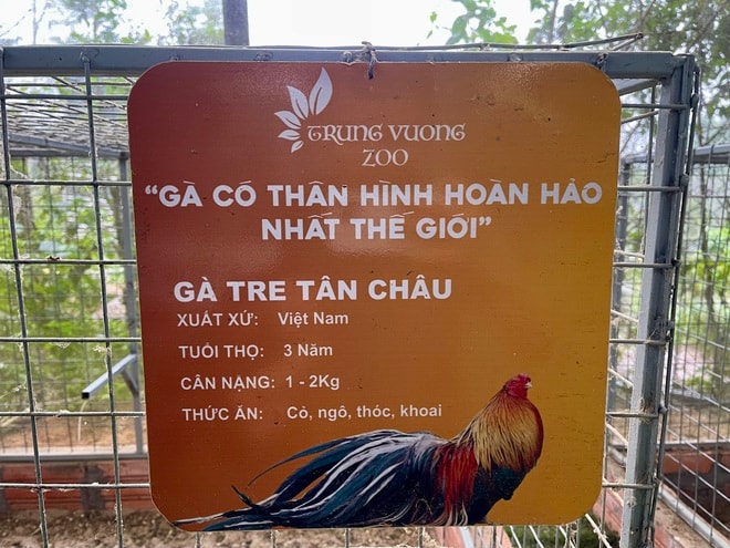 Người đàn ông U60 và bộ sưu tập những giống gà 'nhất thế giới'- Ảnh 14.