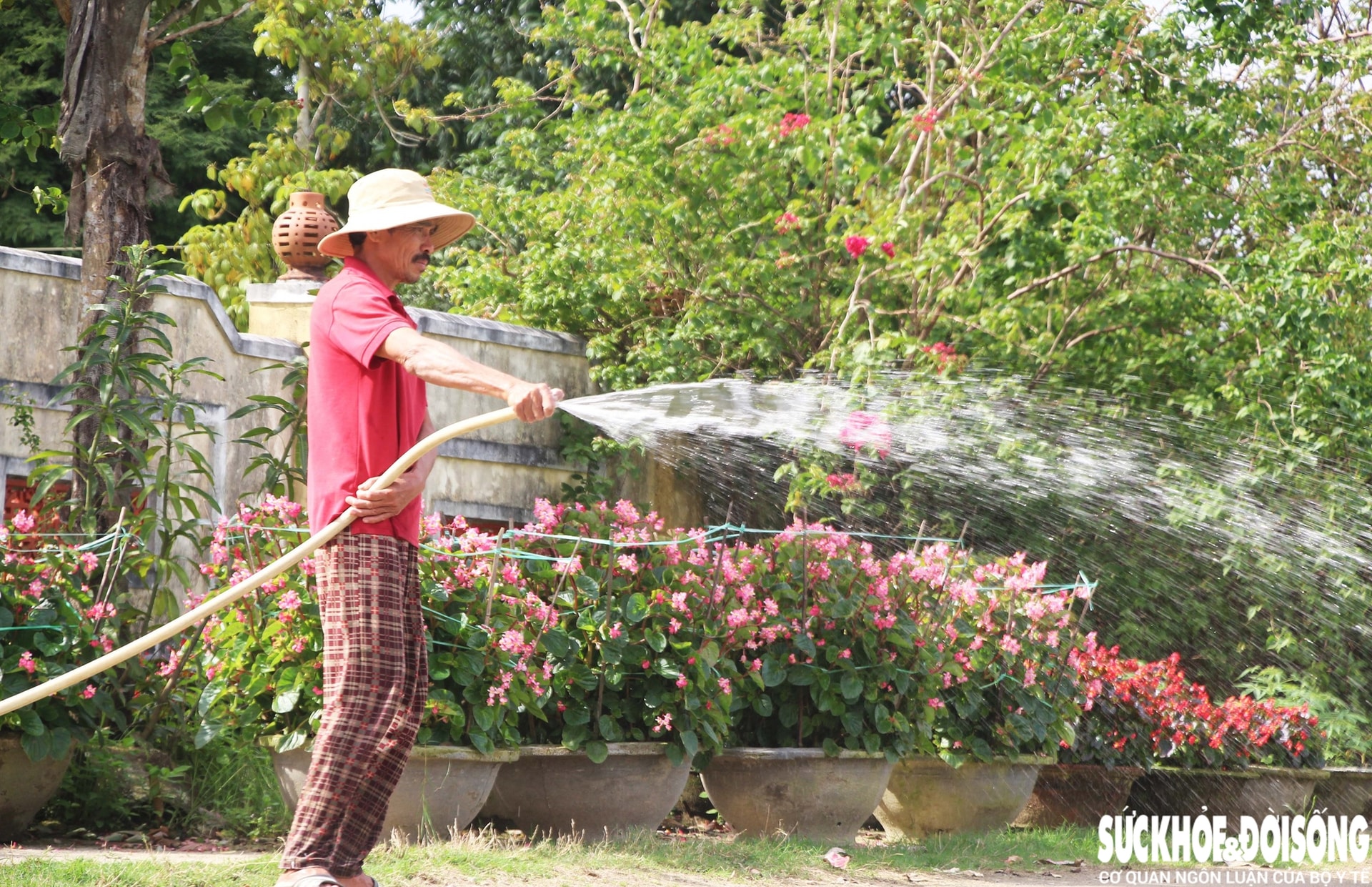 Làng hoa Đà Nẵng hồi sinh sau lũ lịch sử, rực rỡ sắc xuân - Ảnh 3. Làng hoa Đà Nẵng hồi sinh sau lũ lịch sử, rực rỡ sắc xuân - Ảnh 3.