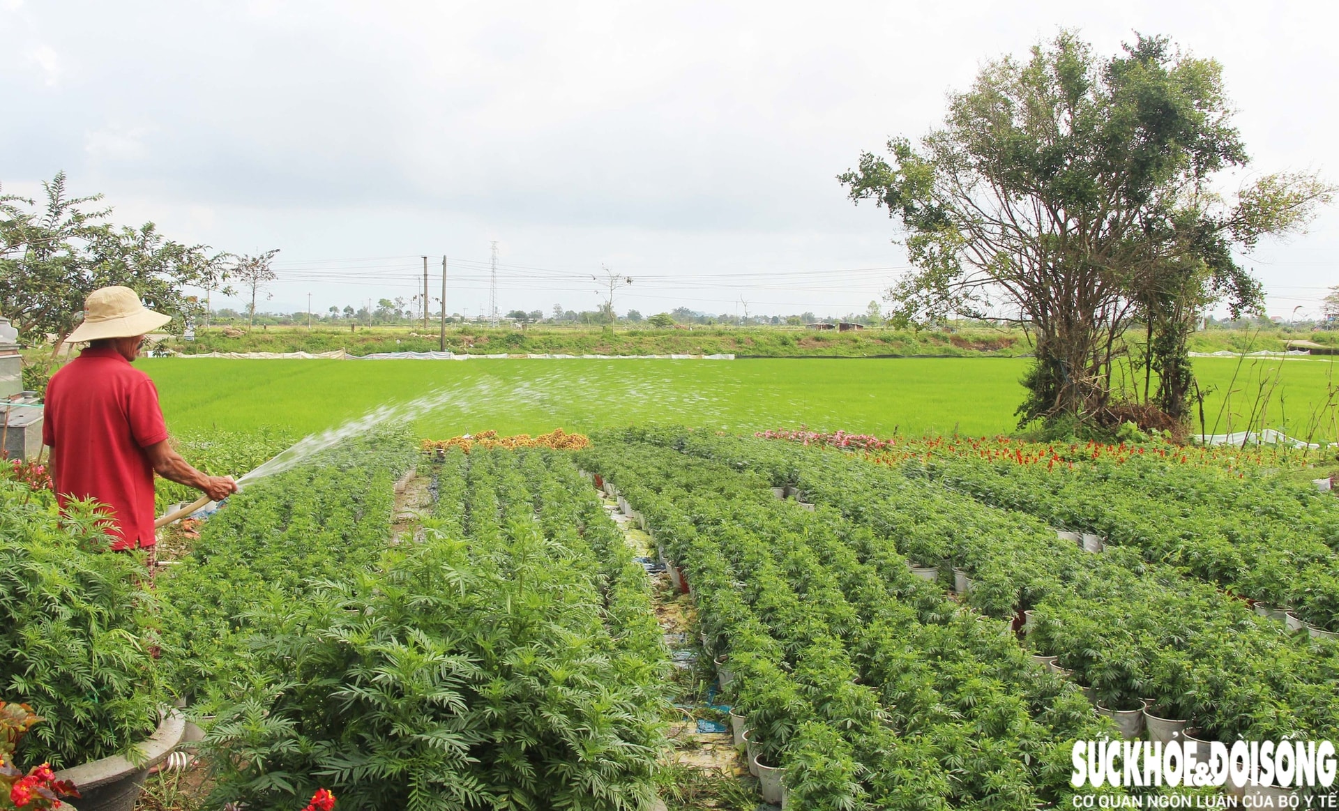 Làng hoa Đà Nẵng hồi sinh sau lũ lịch sử, rực rỡ sắc xuân - Ảnh 4. Làng hoa Đà Nẵng hồi sinh sau lũ lịch sử, rực rỡ sắc xuân - Ảnh 4.