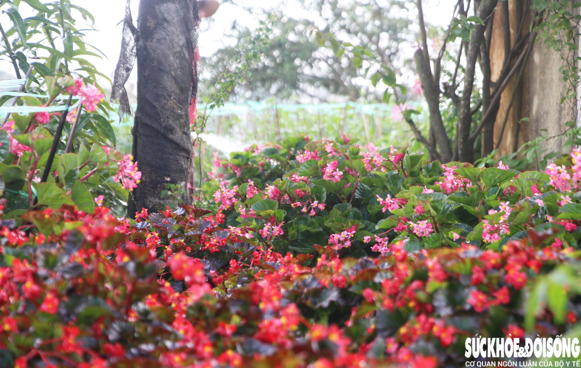 Làng hoa Đà Nẵng hồi sinh sau lũ lịch sử, rực rỡ sắc xuân - Ảnh 5. Làng hoa Đà Nẵng hồi sinh sau lũ lịch sử, rực rỡ sắc xuân - Ảnh 5.