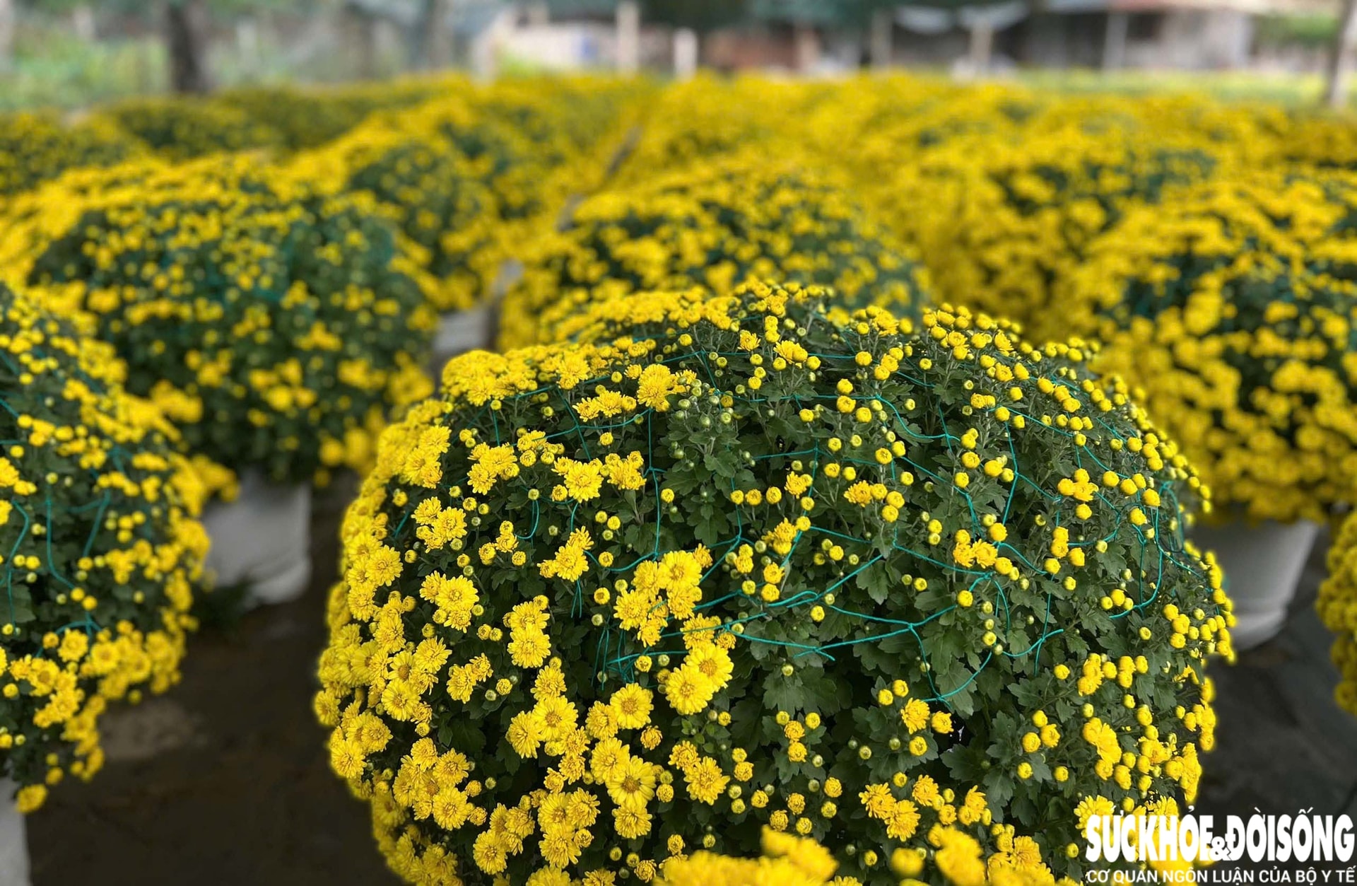 Làng hoa Đà Nẵng hồi sinh sau lũ lịch sử, rực rỡ sắc xuân - Ảnh 8. Làng hoa Đà Nẵng hồi sinh sau lũ lịch sử, rực rỡ sắc xuân - Ảnh 8.