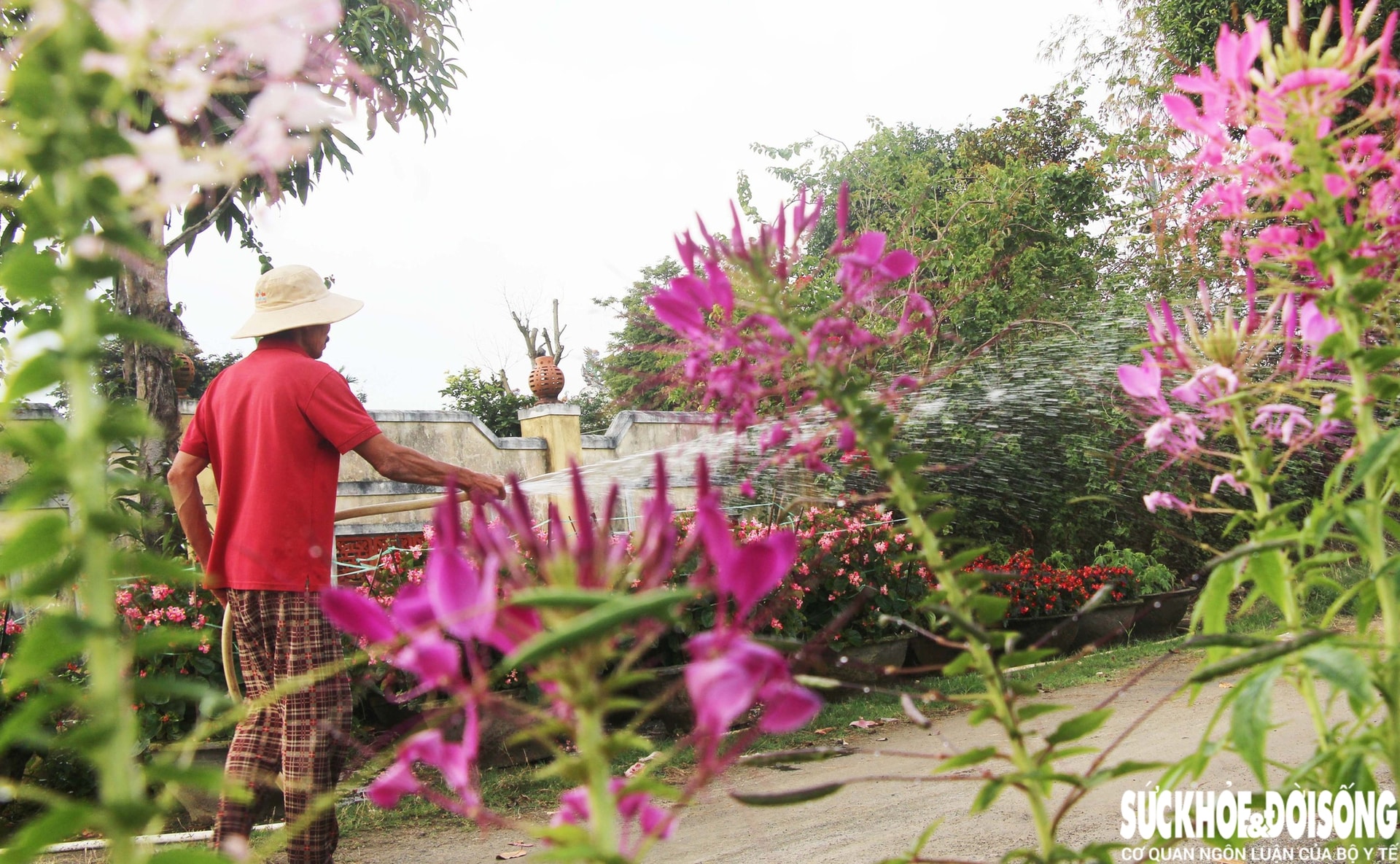 Làng hoa Đà Nẵng hồi sinh sau lũ lịch sử, rực rỡ sắc xuân - Ảnh 12. Làng hoa Đà Nẵng hồi sinh sau lũ lịch sử, rực rỡ sắc xuân - Ảnh 12.