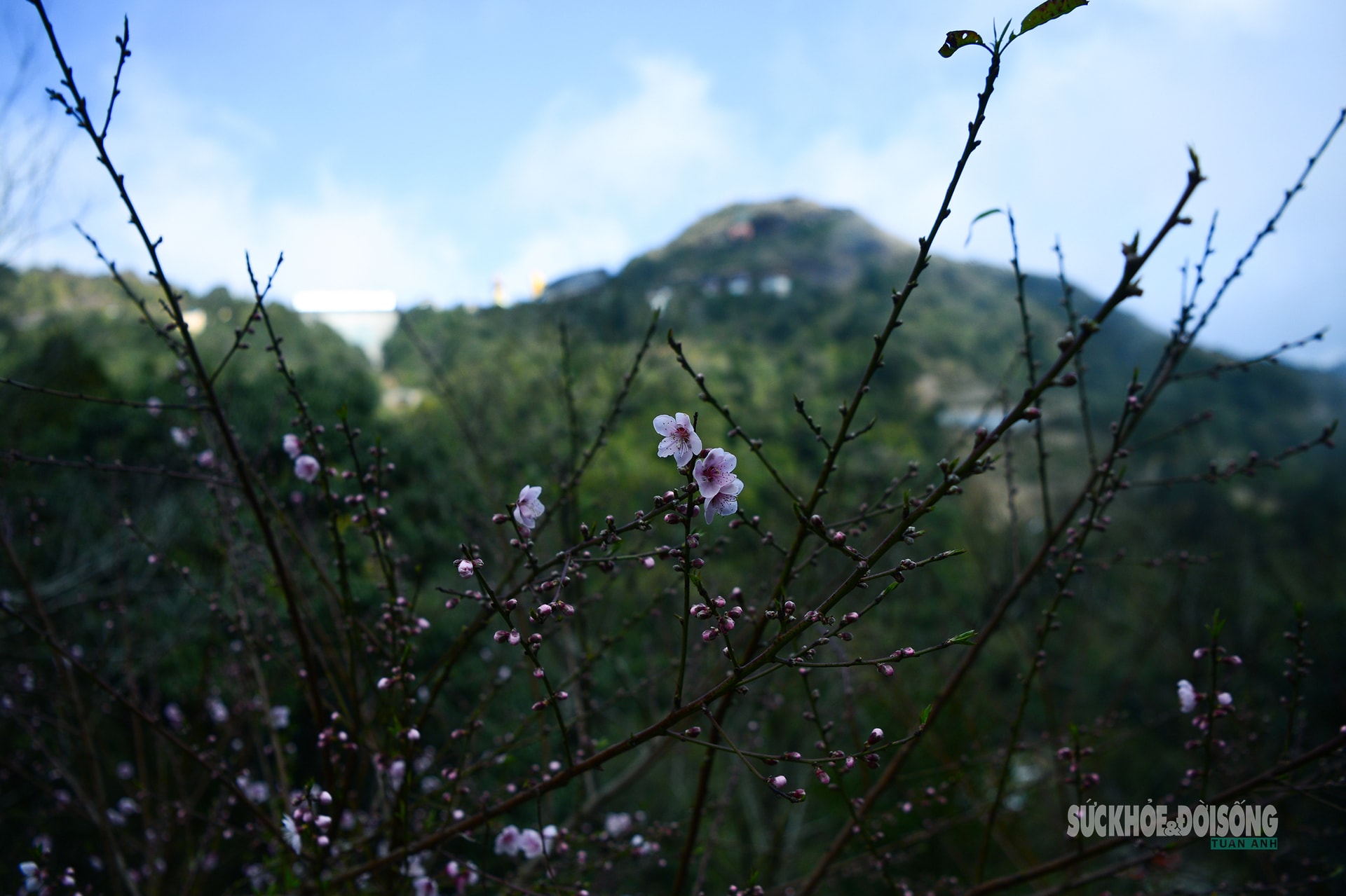 Đào rừng bung sắc giữa mây đèo Ô Quy Hồ- Ảnh 2.