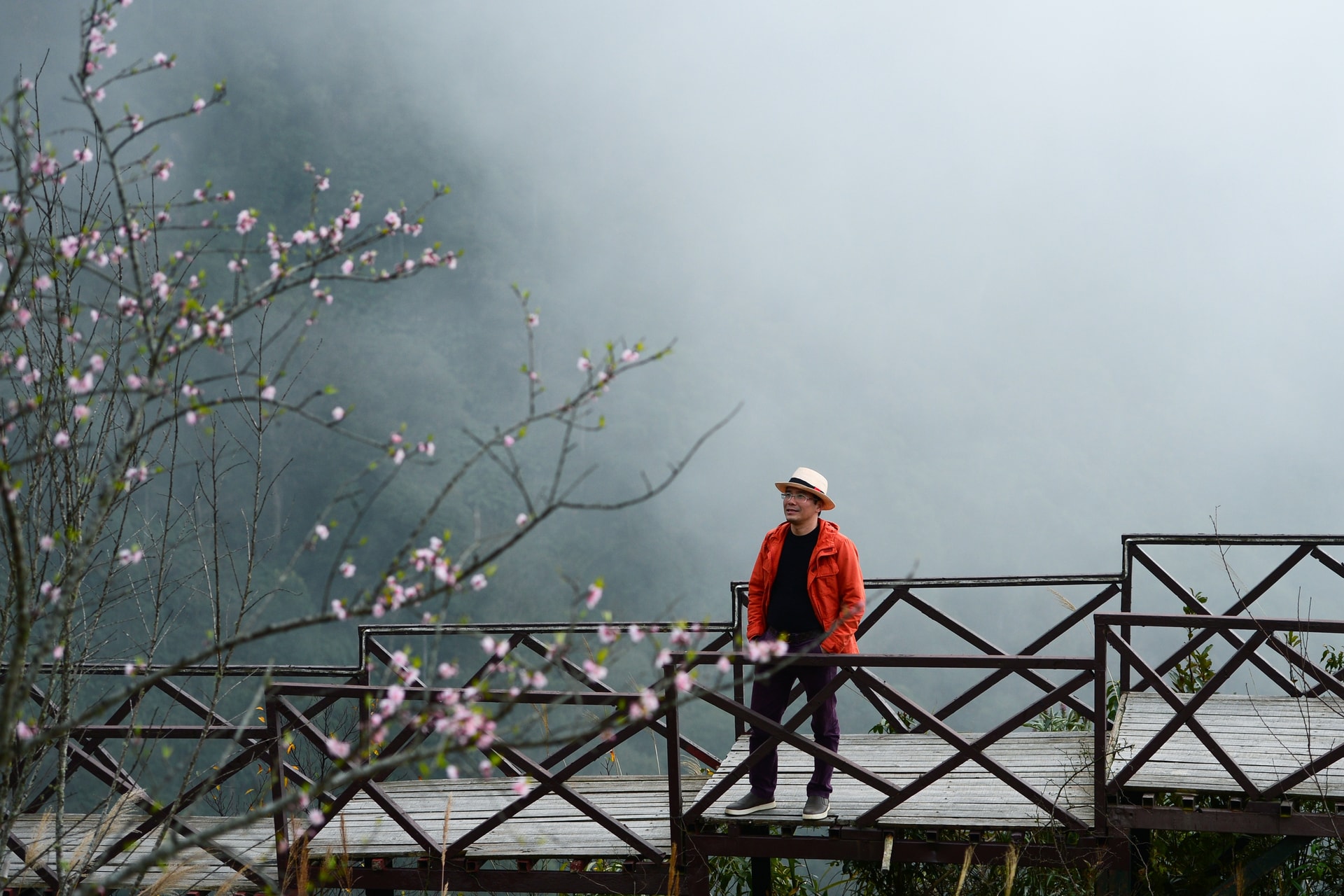 Đào rừng bung sắc giữa mây đèo Ô Quy Hồ- Ảnh 6.