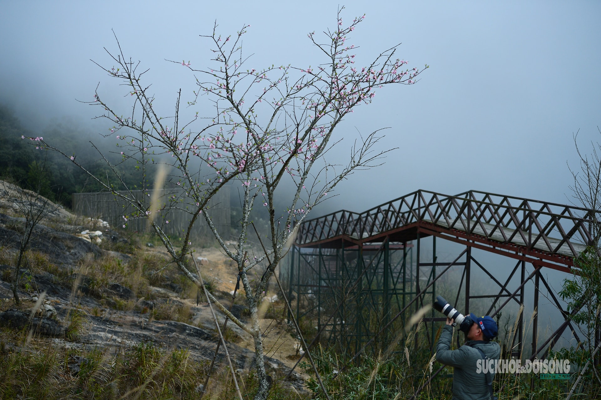 Đào rừng bung sắc giữa mây đèo Ô Quy Hồ- Ảnh 13.