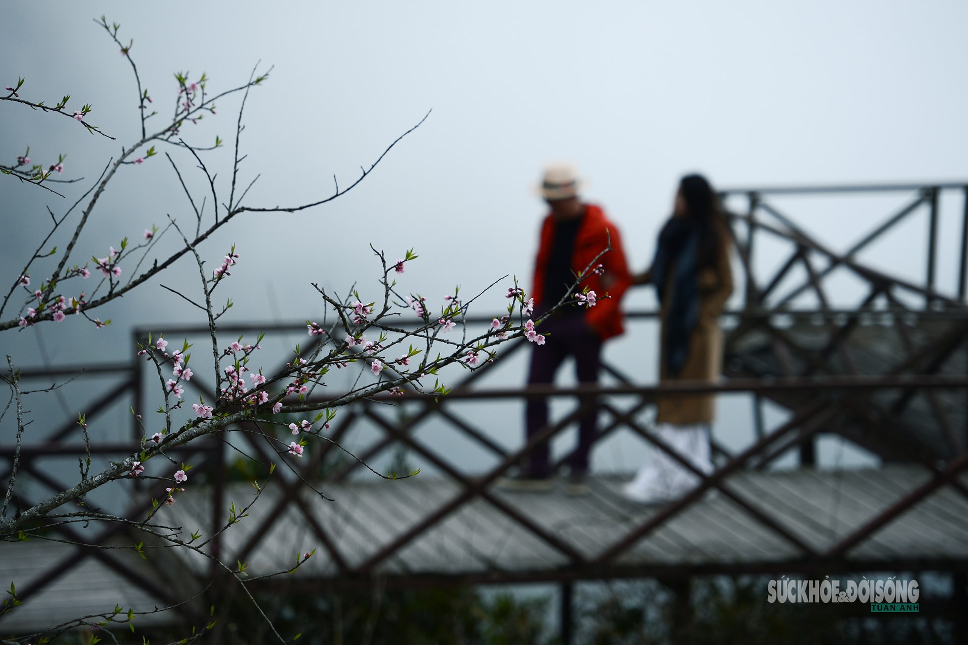 Đào rừng bung sắc giữa mây đèo Ô Quy Hồ- Ảnh 4.