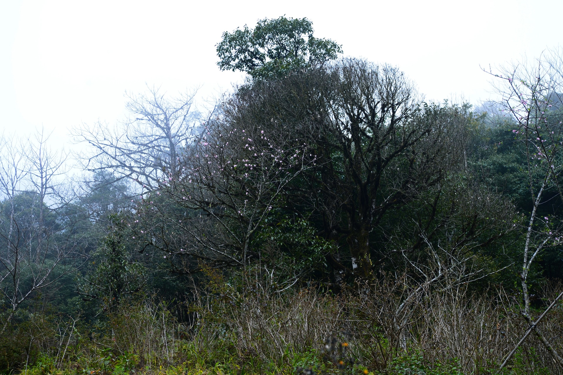 Đào rừng bung sắc giữa mây đèo Ô Quy Hồ- Ảnh 14.