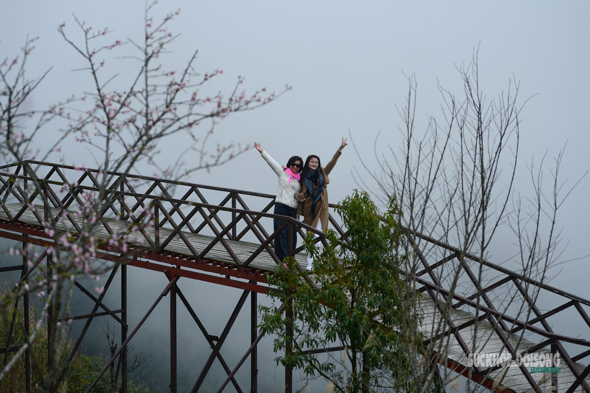 Đào rừng bung sắc giữa mây đèo Ô Quy Hồ- Ảnh 5.