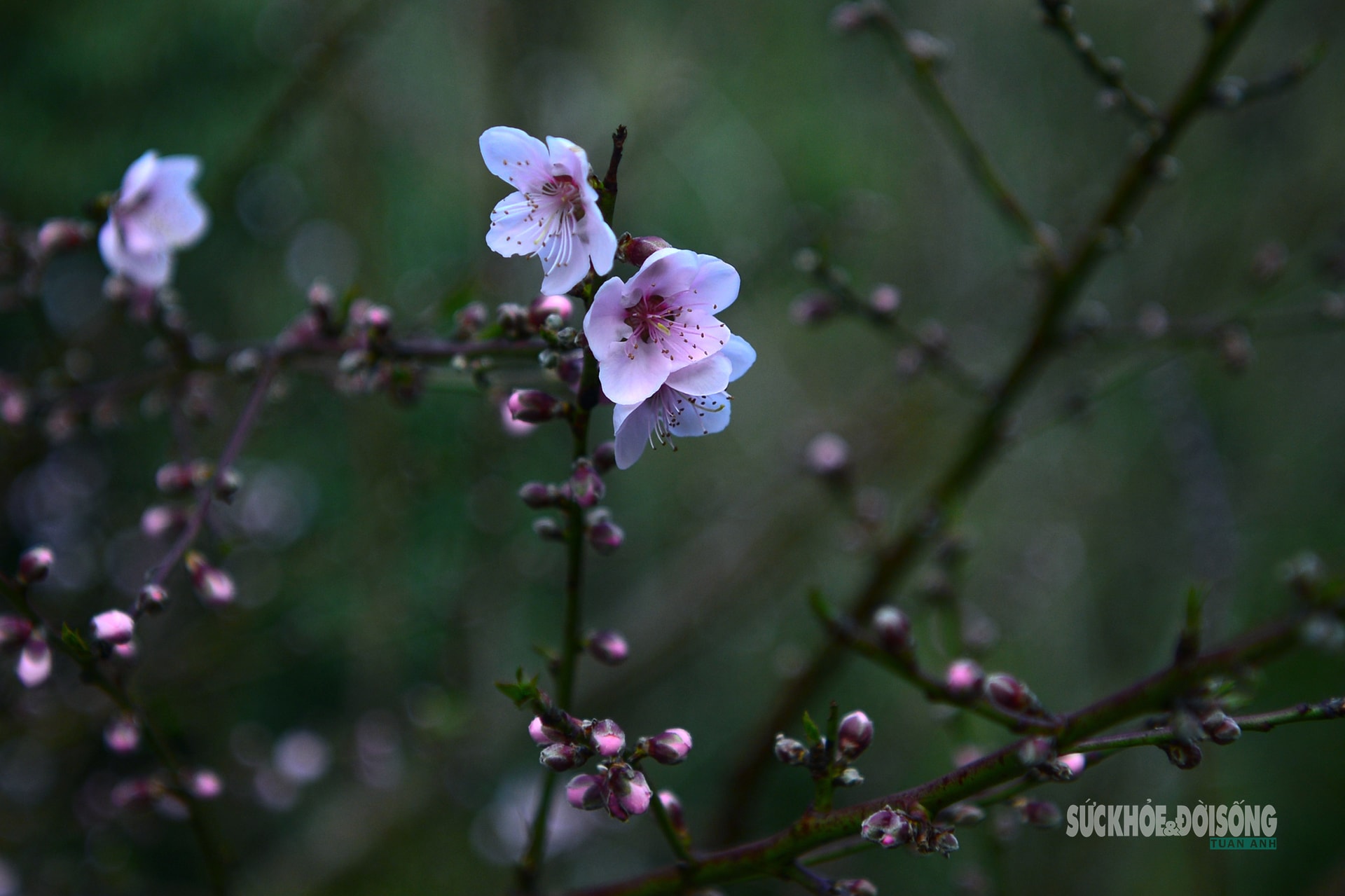 Đào rừng bung sắc giữa mây đèo Ô Quy Hồ- Ảnh 3.