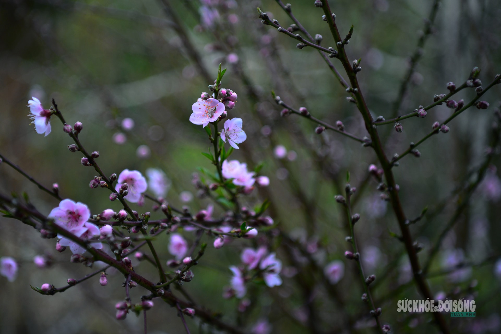 Đào rừng bung sắc giữa mây đèo Ô Quy Hồ- Ảnh 9.