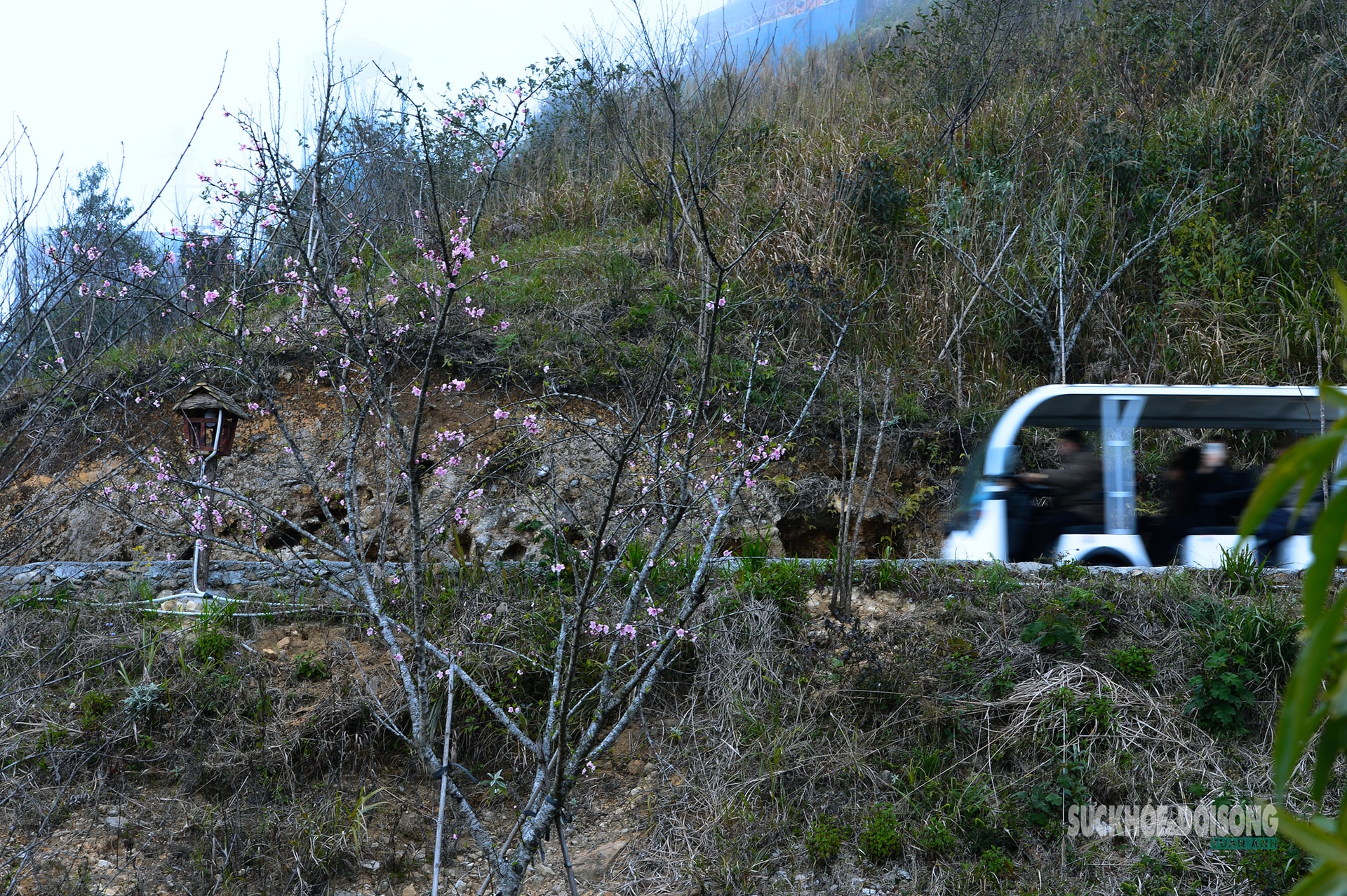 Đào rừng bung sắc giữa mây đèo Ô Quy Hồ- Ảnh 7.