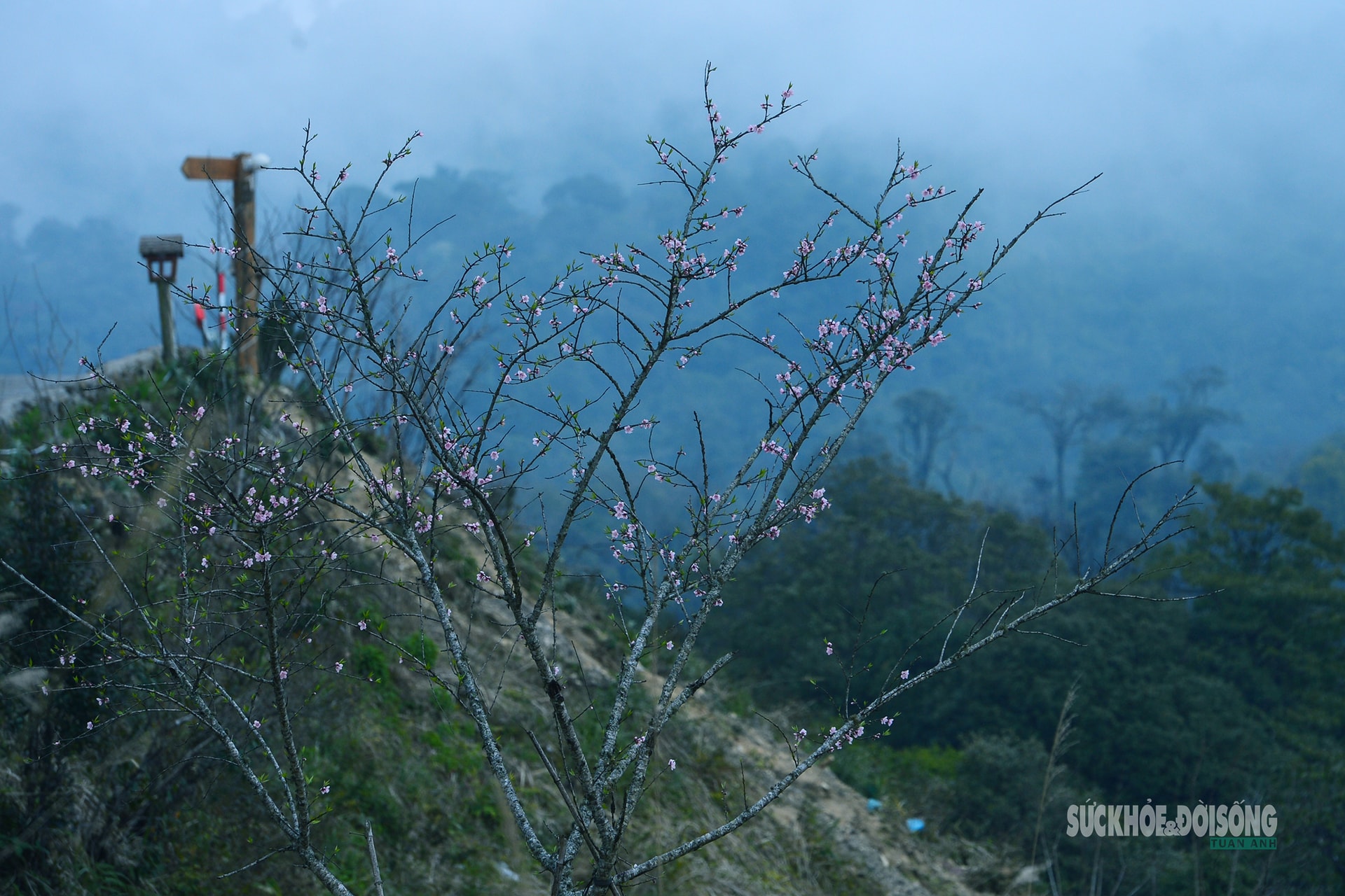 Đào rừng bung sắc giữa mây đèo Ô Quy Hồ- Ảnh 1.