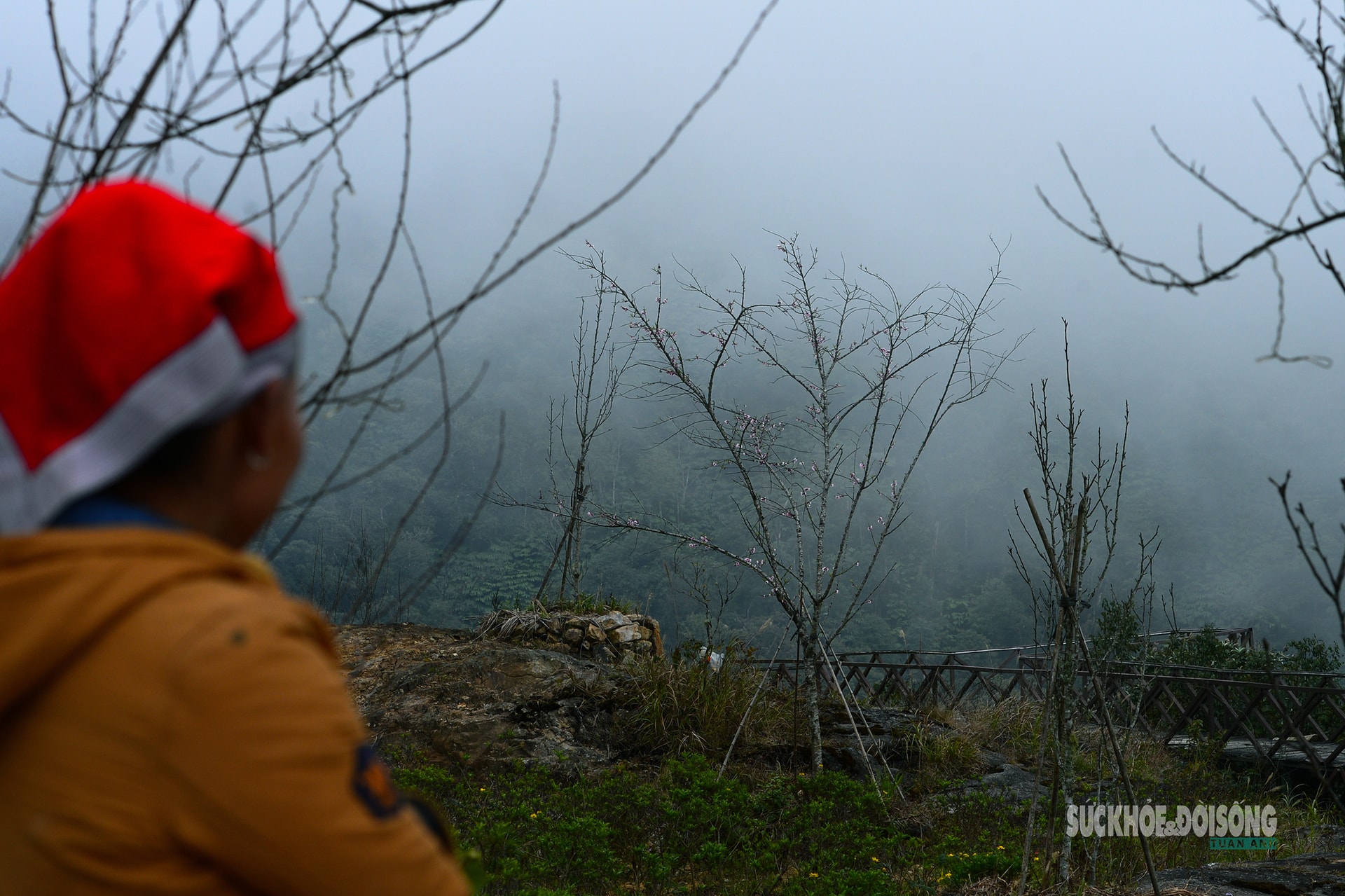 Đào rừng bung sắc giữa mây đèo Ô Quy Hồ- Ảnh 8.