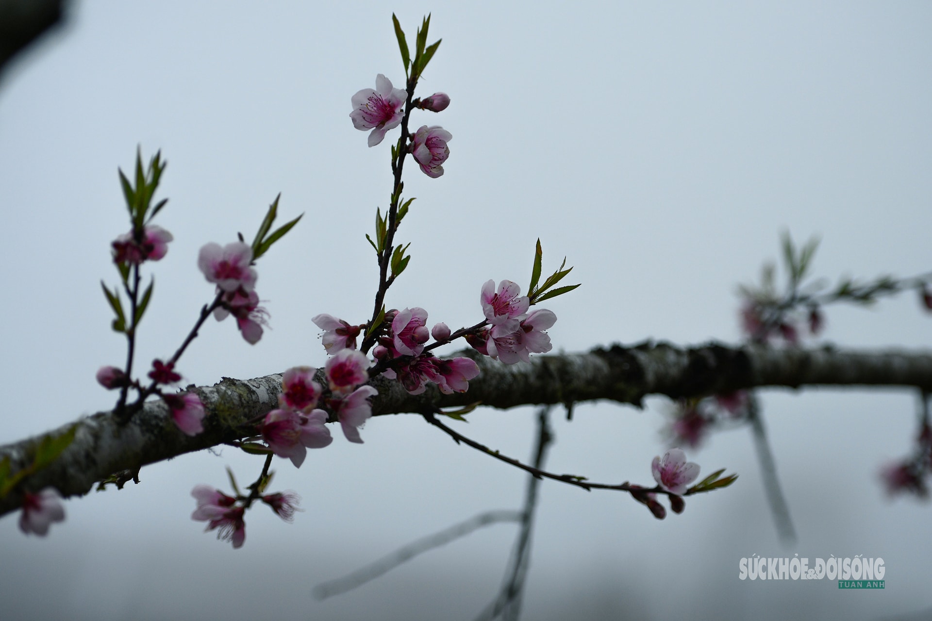 Đào rừng bung sắc giữa mây đèo Ô Quy Hồ- Ảnh 10.