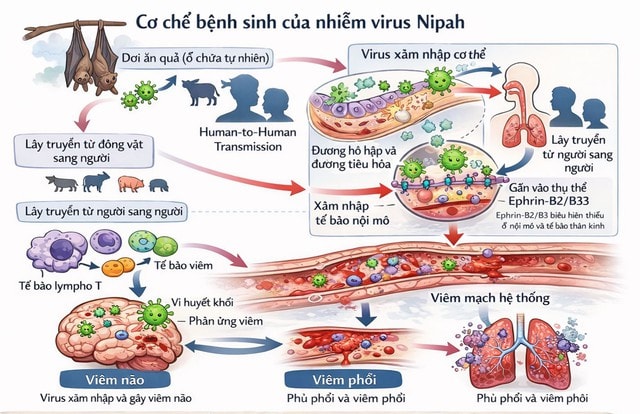 Virus Nipah - cơ chế gây bệnh và các biện pháp phòng ngừa- Ảnh 1.