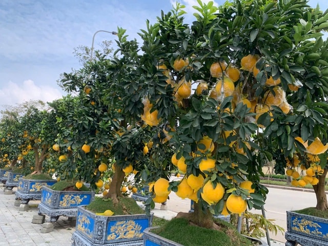 Đào thế lạ, bưởi 'khủng' rộn ràng xuống phố đón Tết- Ảnh 9.