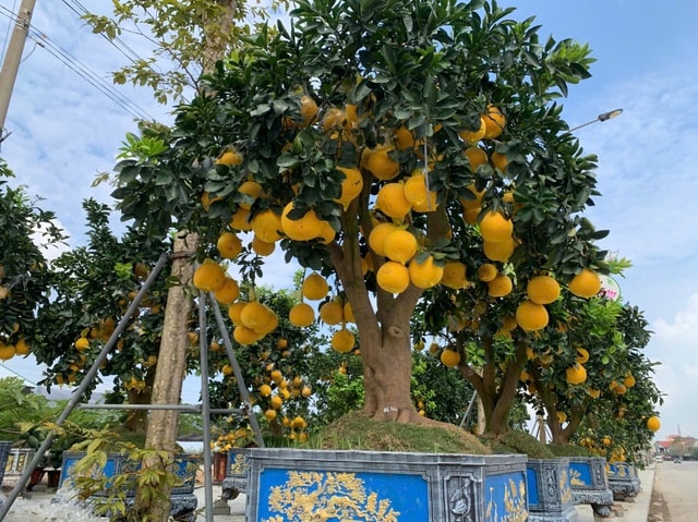 Đào thế lạ, bưởi 'khủng' rộn ràng xuống phố đón Tết- Ảnh 10.