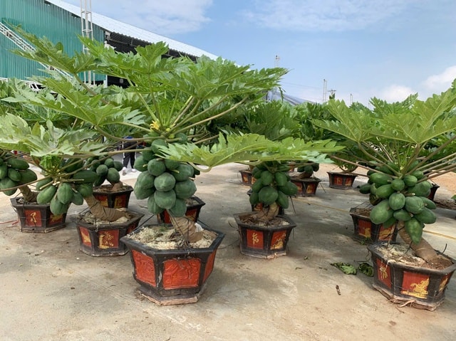 Đào thế lạ, bưởi 'khủng' rộn ràng xuống phố đón Tết- Ảnh 8.