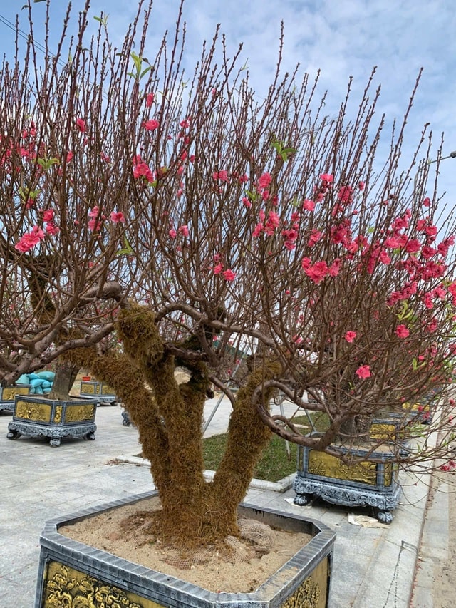 Đào thế lạ, bưởi 'khủng' rộn ràng xuống phố đón Tết- Ảnh 2.