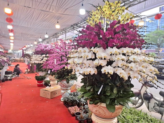 Hoa lan rực rỡ xuống phố, giá từ vài triệu đến vài chục triệu đồng- Ảnh 3.