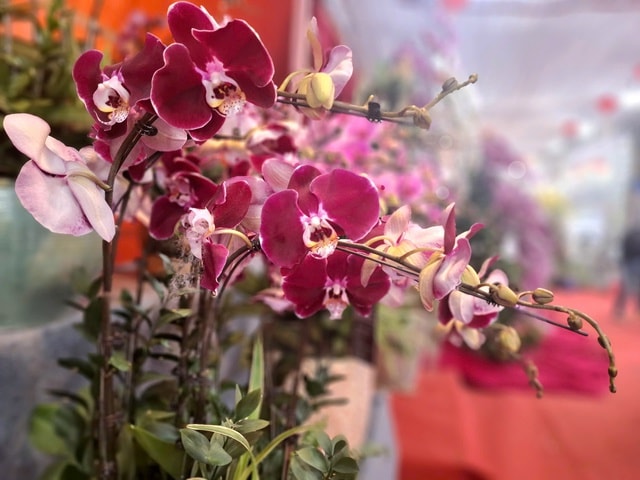 Hoa lan rực rỡ xuống phố, giá từ vài triệu đến vài chục triệu đồng- Ảnh 7.
