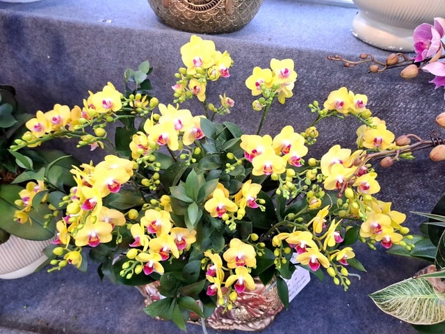 Hoa lan rực rỡ xuống phố, giá từ vài triệu đến vài chục triệu đồng- Ảnh 4.