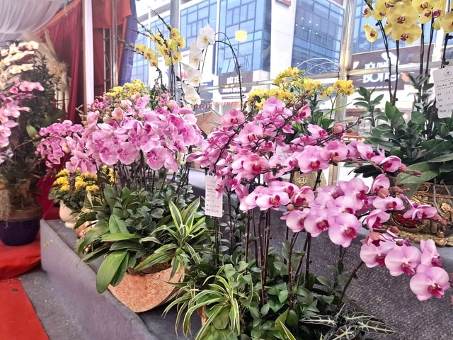 Hoa lan rực rỡ xuống phố, giá từ vài triệu đến vài chục triệu đồng- Ảnh 1.
