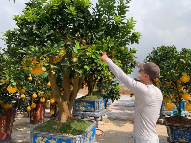 Đào thế lạ, bưởi 'khủng' rộn ràng xuống phố đón Tết- Ảnh 11.