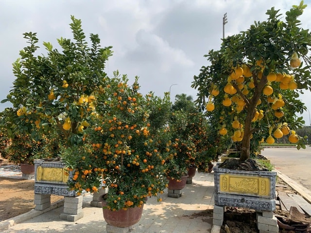 Đào thế lạ, bưởi 'khủng' rộn ràng xuống phố đón Tết- Ảnh 12.