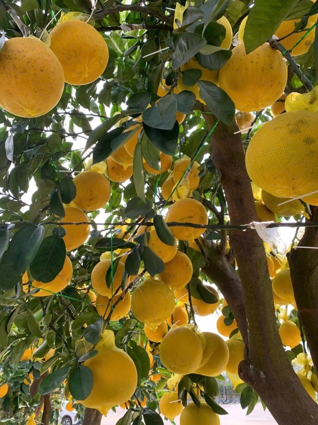 Đào thế lạ, bưởi 'khủng' rộn ràng xuống phố đón Tết- Ảnh 13.