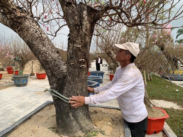 Đào thế lạ, bưởi 'khủng' rộn ràng xuống phố đón Tết- Ảnh 1.