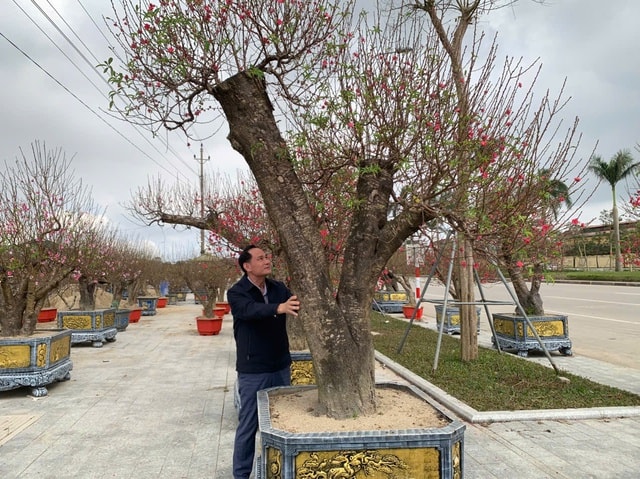 Đào thế lạ, bưởi 'khủng' rộn ràng xuống phố đón Tết- Ảnh 3.