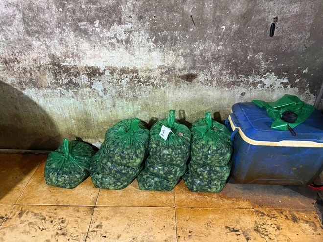TPHCM: Triệt phá đường dây ngâm hơn 3.000 tấn ốc bươu trong 'thủy tinh lỏng'- Ảnh 4. TPHCM: Triệt phá đường dây ngâm hơn 3.000 tấn ốc bươu trong 'thủy tinh lỏng'- Ảnh 4.