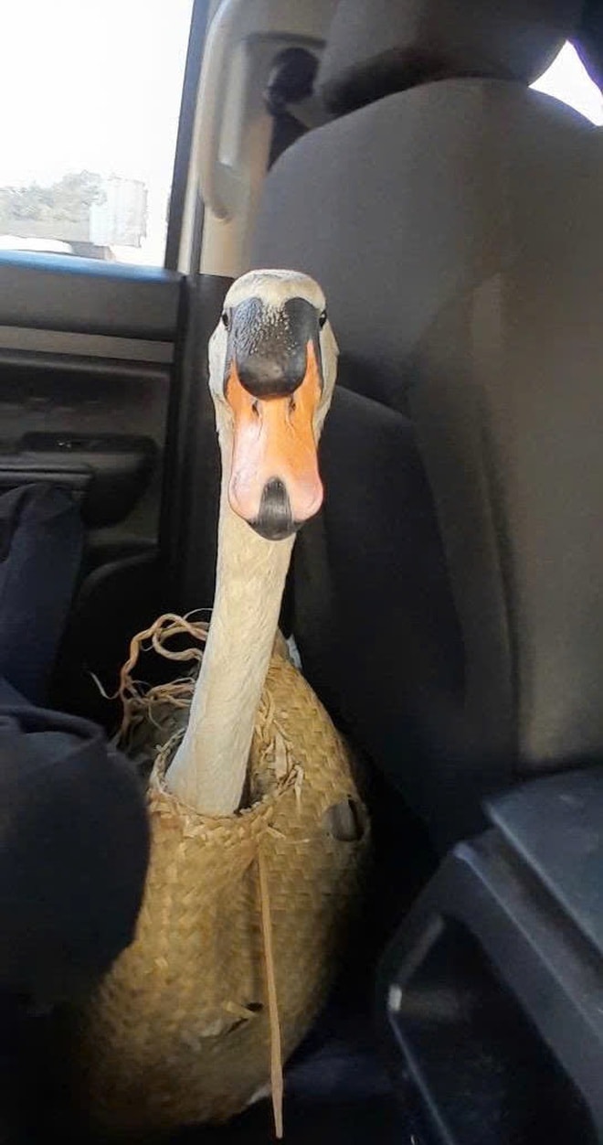 Bắt đối tượng trộm thiên nga trắng hiếm tại Thảo Cầm viên Sài Gòn- Ảnh 5.