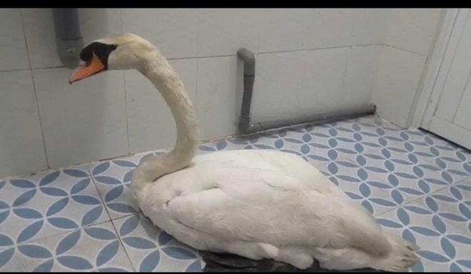 Bắt đối tượng trộm thiên nga trắng hiếm tại Thảo Cầm viên Sài Gòn- Ảnh 4.