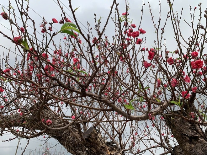 Đào thế lạ, bưởi 'khủng' rộn ràng xuống phố đón Tết- Ảnh 5.