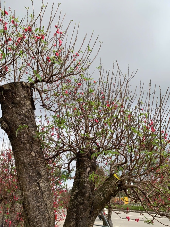 Đào thế lạ, bưởi 'khủng' rộn ràng xuống phố đón Tết- Ảnh 7.