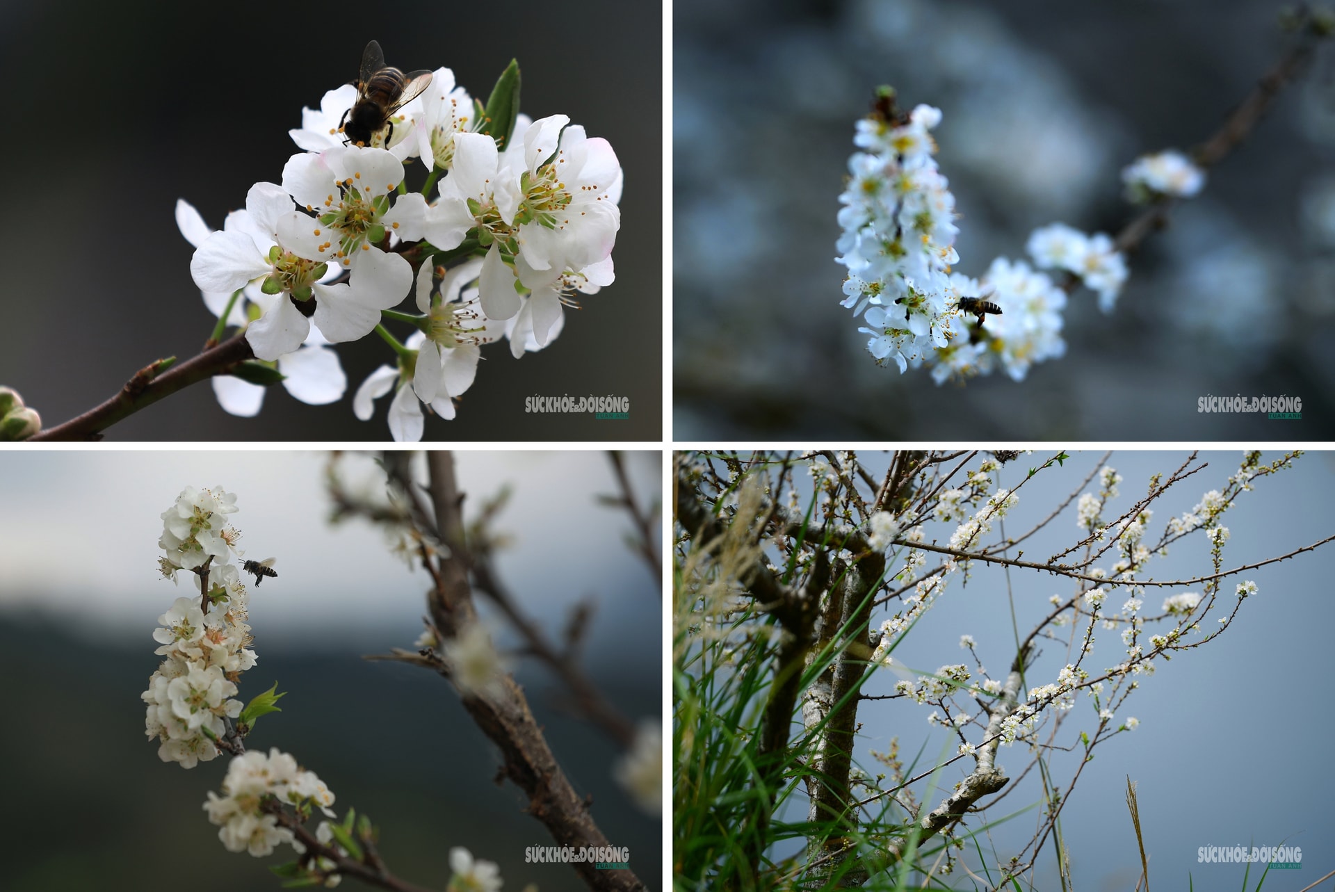 Bản Chu Va phủ trắng 'hoa tuyết'- Ảnh 4.