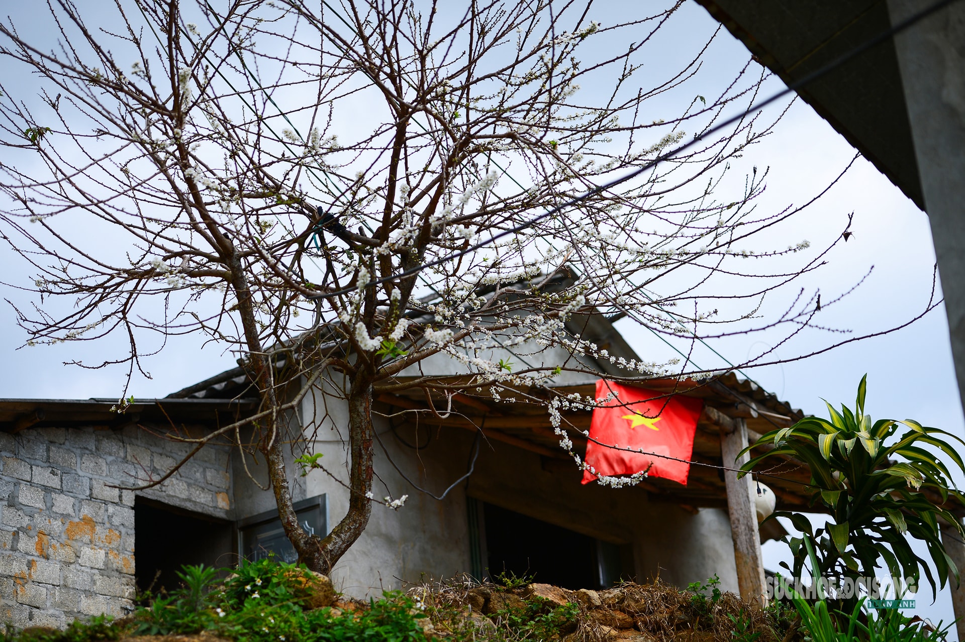 Bản Chu Va phủ trắng 'hoa tuyết'- Ảnh 2.