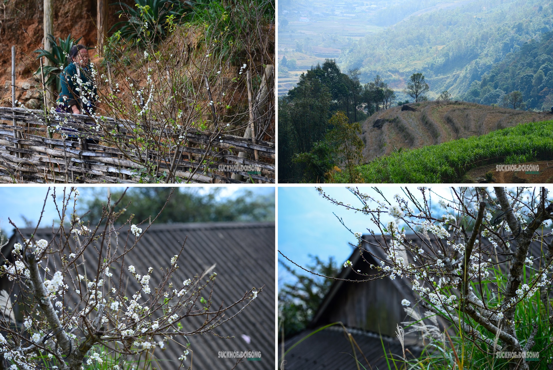 Bản Chu Va phủ trắng 'hoa tuyết'- Ảnh 5.