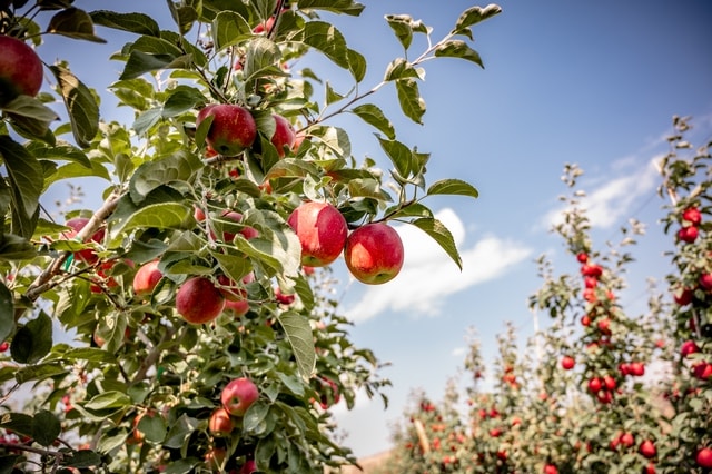 Washington Apples - Nông sản Mỹ cho mâm Tết tròn vị của người Việt- Ảnh 1.