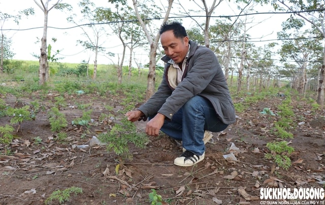 Trồng dược liệu dưới tán cây lâu năm mang lại sinh kế bền vững cho người dân- Ảnh 1.