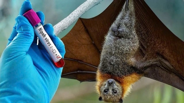 Virus Nipah: Cảnh giác đúng mức, không hoang mang trước nguy cơ xâm nhập- Ảnh 2.