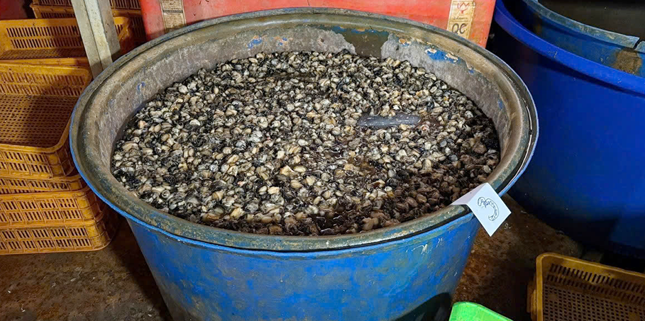 Cách chọn ốc làm sẵn ngon sạch, không 'ngậm' hóa chất cho bữa cơm gia đình- Ảnh 1.