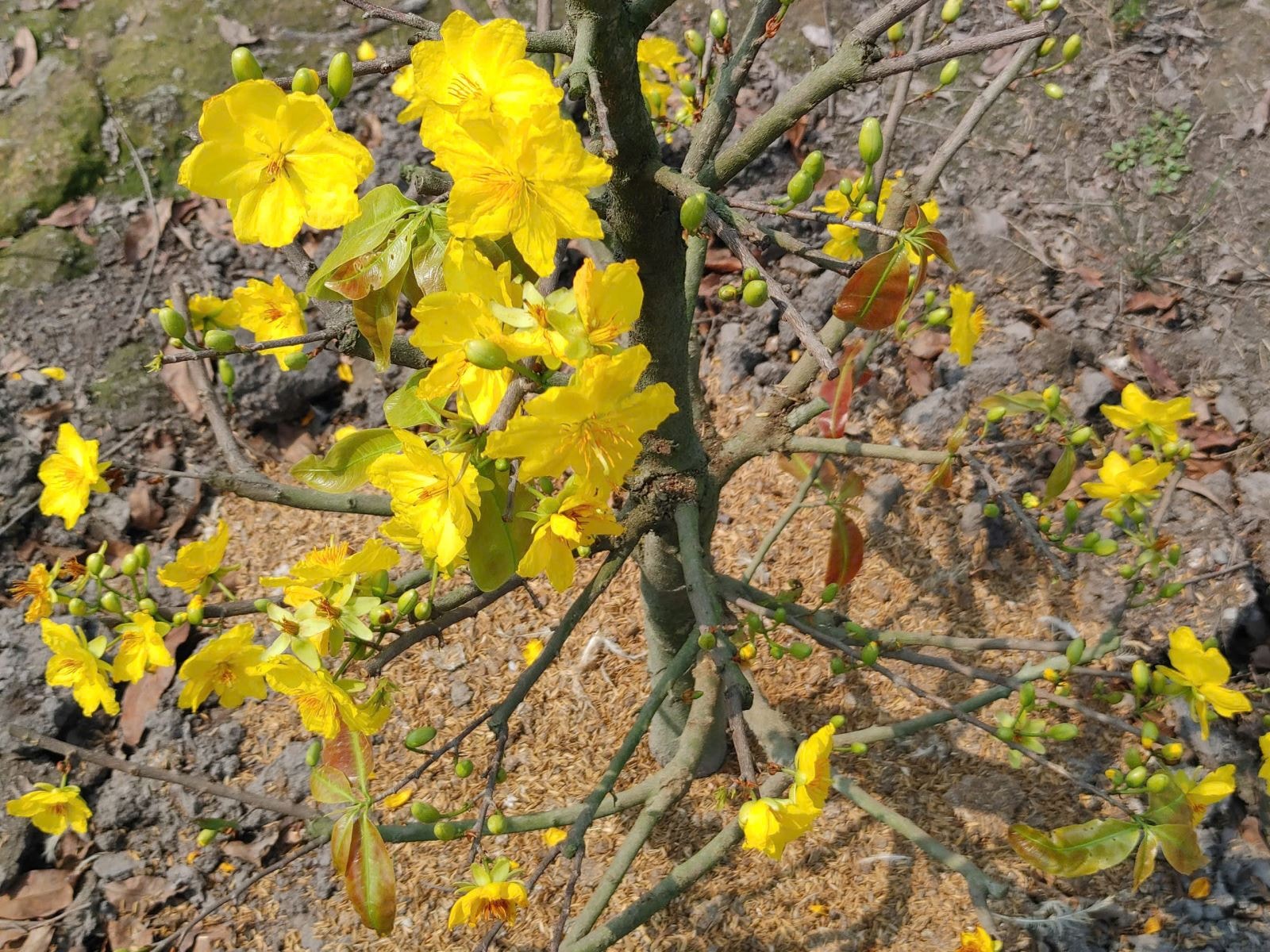 Thị trường mai Tết TP Hồ Chí Minh 'nín thở' chờ sức mua tăng- Ảnh 4. Thị trường mai Tết TP Hồ Chí Minh 'nín thở' chờ sức mua tăng- Ảnh 4.