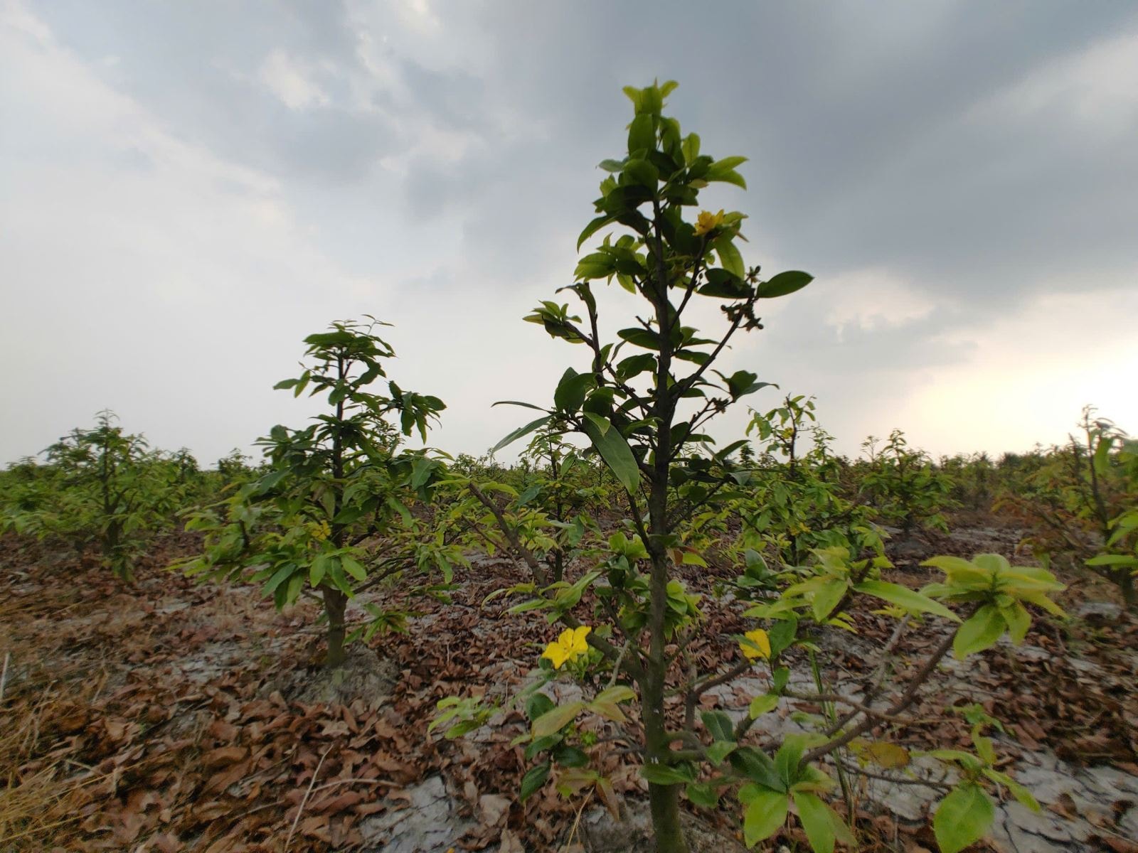 Thị trường mai Tết TP Hồ Chí Minh 'nín thở' chờ sức mua tăng- Ảnh 2. Thị trường mai Tết TP Hồ Chí Minh 'nín thở' chờ sức mua tăng- Ảnh 2.